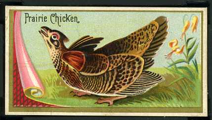 N13 35 Prairie Chicken.jpg